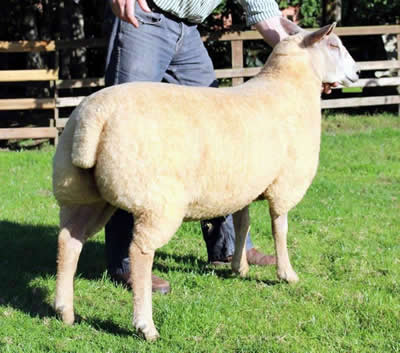 EDSTASTON ORCHID 14TG00350 ARR/ARR EDSTASTON ORCHID 14TG00350 ARR/ARR